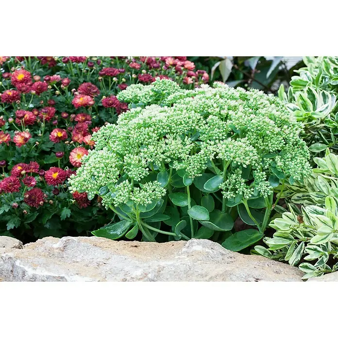 Piardino Garten-Fettblatt - Sedum telephium 'Autumn Joy', Topfgröße: 13 cm, Rosarot - Nahaufnahme einer üppigen Staude mit dichten, grünen Blütenständen in einem malerischen Gartenbeet.