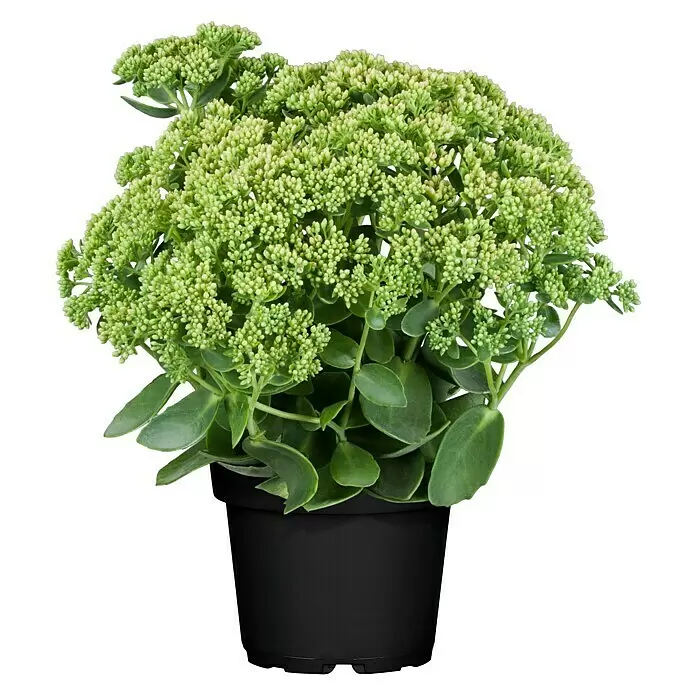 Piardino Garten-Fettblatt - Sedum telephium 'Autumn Joy', Topfgröße: 13 cm, Rosarot - Vorderansicht