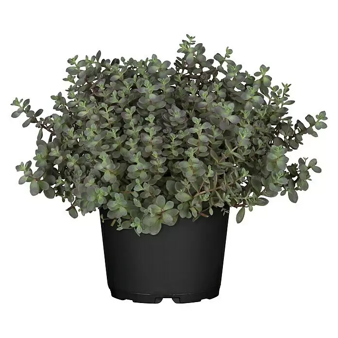 Piardino Mauerpfeffer - Sedum Sachalyn - Vorderansicht