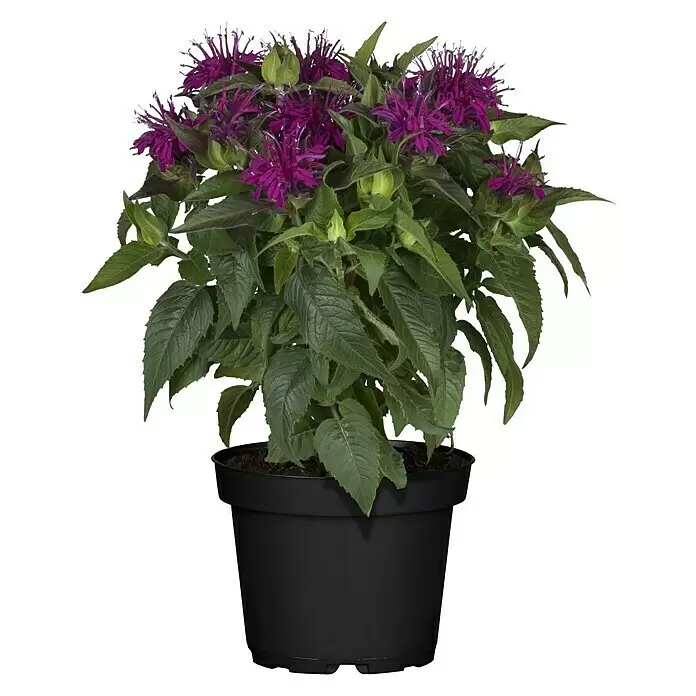 Piardino Indianernessel - Monarda didyma, Topfgröße: 13 cm, Magenta - Vorderansicht