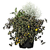 Piardino Pflanzen-Mix (Blütenfarbe: Sortenabhängig)