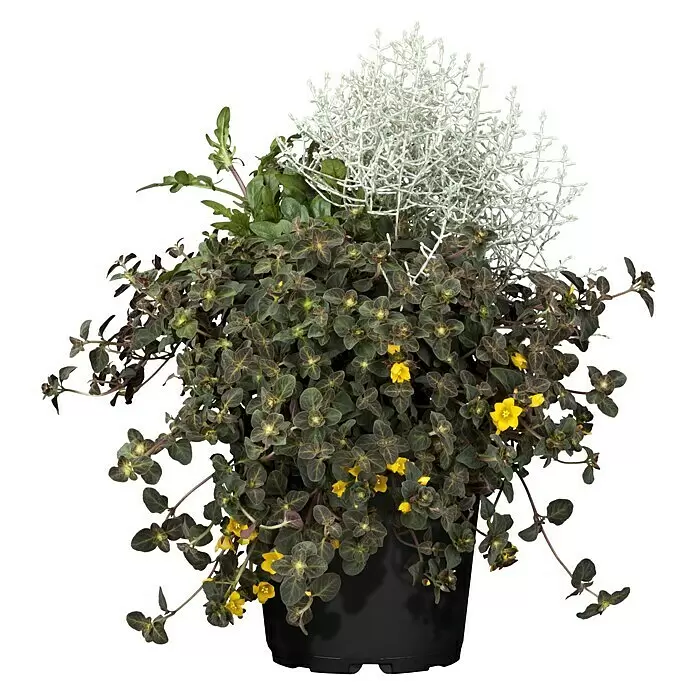 Stauden-Mix Trio3 Stk., Verschiedene Arten, Topfgröße: 13 cm