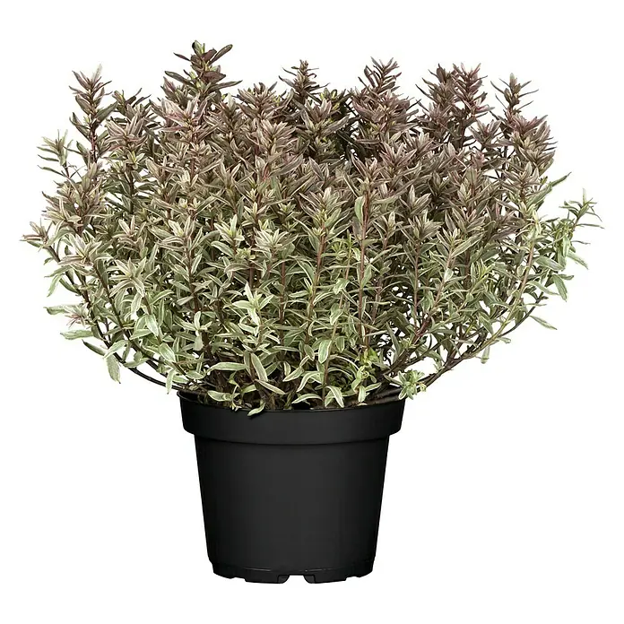 Piardino Strauchveronika - Hebe x andersonii 'Magic Colours' - Ein Thymian 'Silver Queen' im schwarzen Topf. Die Pflanze hat silbrig-grüne Blätter mit einem Hauch von Lila an den Spitzen.