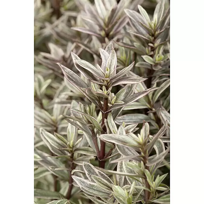 Piardino Strauchveronika - Hebe x andersonii 'Magic Colours' - Stimmungsaufnahme