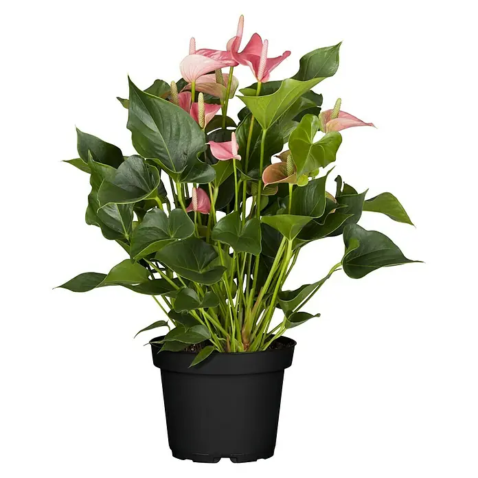 Piardino Flamingoblume Hot Lips - Anthurium x andreanum Hot Lips, Topfgröße: 12 cm, Rot/Weiß - Ein Anthurium Andreanum Topf mit leuchtend rosa Blüten und grünen Blättern, ein Blickfang für jedes Zuhause.