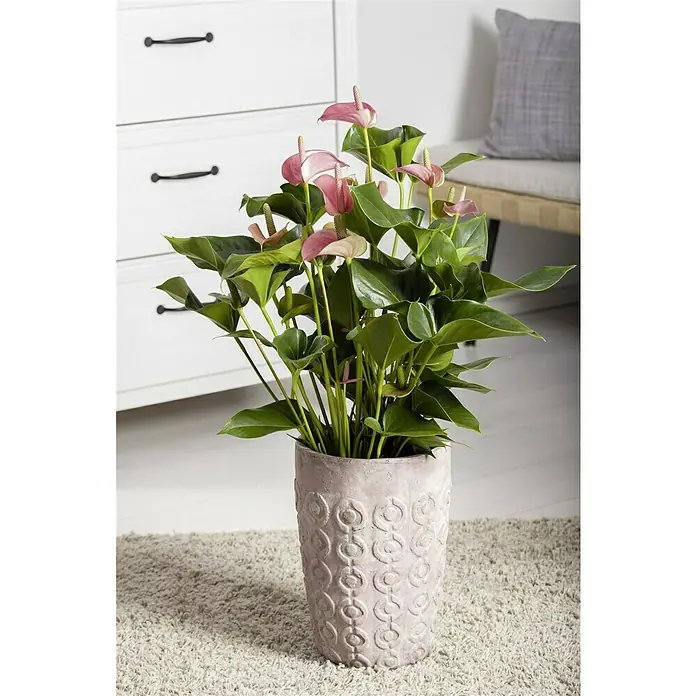 Piardino Flamingoblume Hot Lips - Anthurium x andreanum Hot Lips, Topfgröße: 12 cm, Rot/Weiß - Nahaufnahme einer Anthurie-Pflanze mit zartrosa Blüten in einem verzierten Topf auf einem beigen Teppich, vor Möbeln platziert.