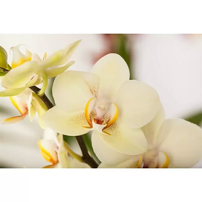 Piardino Schmetterlingsorchidee - Phalaenopsis multiflora, Topfgröße: 12 cm, Sortenabhängig, Anzahl Triebe: 2 Stk., Aufrecht - Stimmungsaufnahme