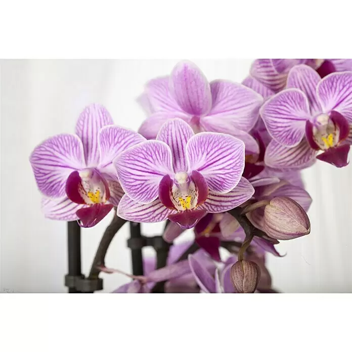 Piardino Schmetterlingsorchidee - Phalaenopsis multiflora, Topfgröße: 12 cm, Sortenabhängig, Anzahl Triebe: 2 Stk., Aufrecht - Stimmungsaufnahme