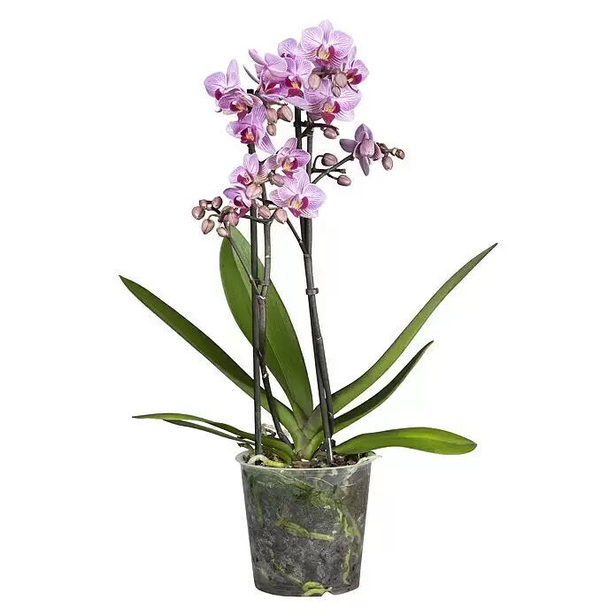 Piardino Schmetterlingsorchidee - Phalaenopsis multiflora, Topfgröße: 12 cm, Sortenabhängig, Anzahl Triebe: 2 Stk., Aufrecht - Vorderansicht