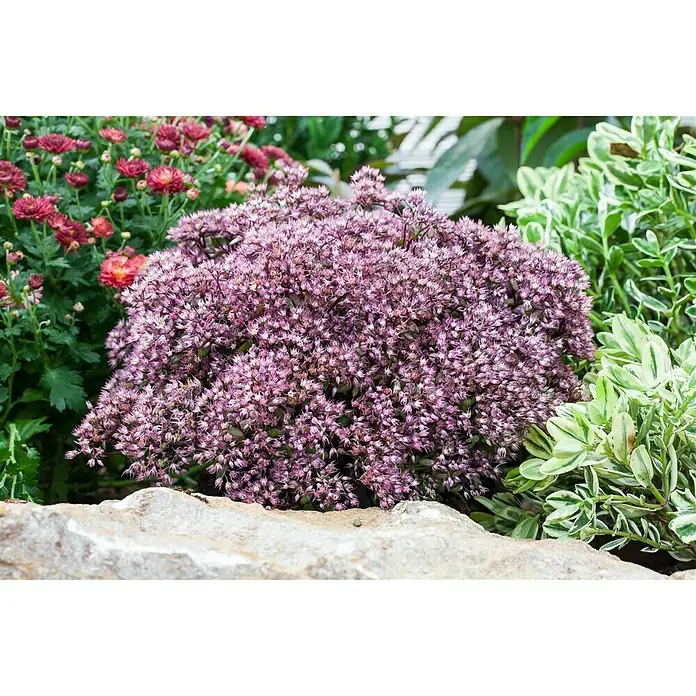 Piardino Garten-Fettblatt - Sedum in Arten/Sorten, Topfgröße: 19 cm, Art/Sortenabhängig - Detailaufnahme einer Sedum Herbstfreude Pflanze mit rosa Blüten, umgeben von rotem Gänseblümchen und grün-weiß panaschierten Blättern.