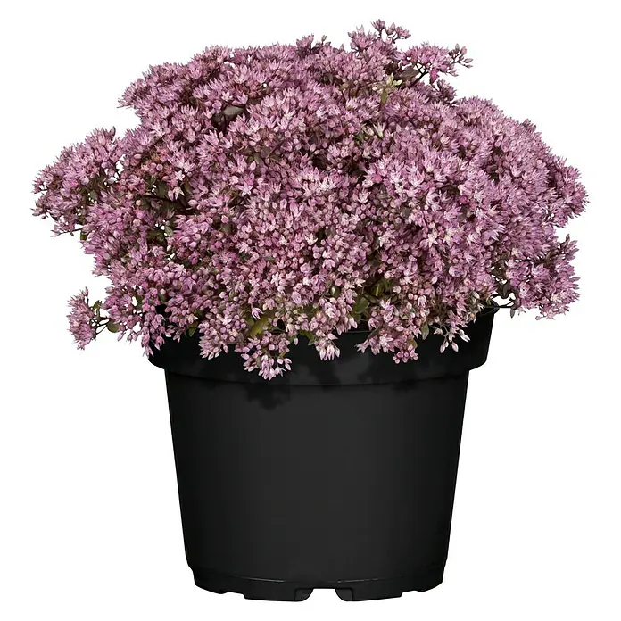 Piardino Garten-Fettblatt - Sedum in Arten/Sorten, Topfgröße: 19 cm, Art/Sortenabhängig - Ein üppiger, rosa blühender Sedum in einem schwarzen Topf. Die dichten Blütenstände bilden einen schönen Kontrast zum dunklen Behälter.