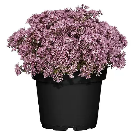 Piardino  Garten-Fettblatt