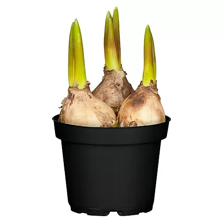 Piardino  Frühlingsblumenzwiebeln Traubenhyazinthe