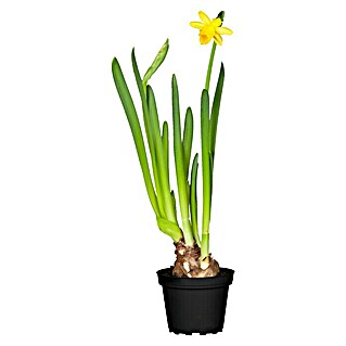 Piardino Frühlingsblumenzwiebeln (Narcissus cyclamineus)