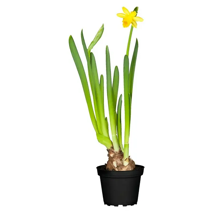 Piardino Frühlingsblumenzwiebeln Narzisse - Narcissus cyclamineus - Narzisse in einem schwarzen Topf. Die gelbe Blüte sticht zwischen den grünen Blättern hervor und bringt einen Hauch von Frühling ins Haus.
