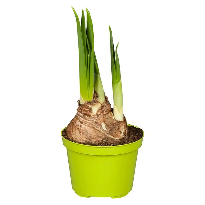 Piardino Frühlingsblumenzwiebeln Narzisse - Narcissus cyclamineus - Nahaufnahme einer Amaryllis-Zwiebel in einem grünen Topf, die grüne Triebe zeigt, bereit zur Blüte. Perfekt für Zimmergärten!