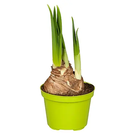 Piardino  Frühlingsblumenzwiebeln Narzisse