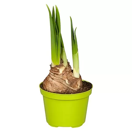 Piardino  Frühlingsblumenzwiebeln Narzisse
