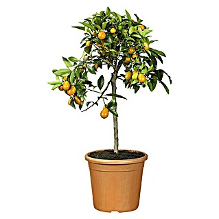 Piardino Zitronenbaum Mix (Citrofortunella mitis, Citrus fortunella, Citrus limon, Topfgröße: 20 cm)