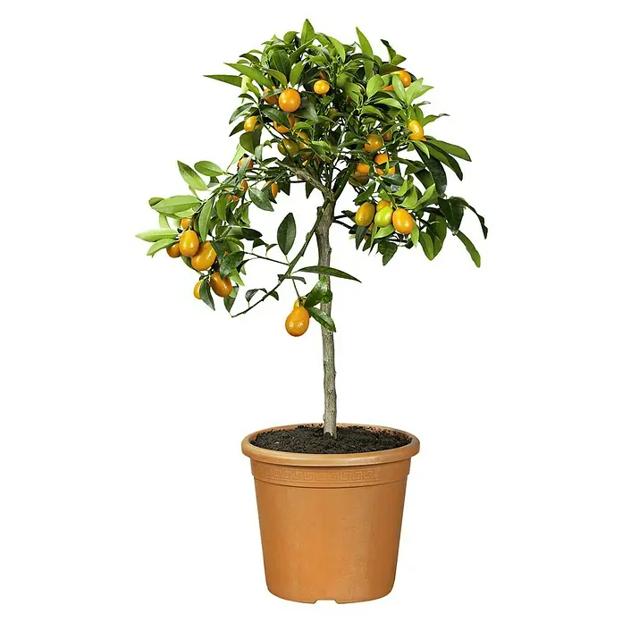 Kumquat - Citrus japonica, Tamaño de maceta: 20 cm - Un primer plano de un árbol de kumquat en maceta adornado con vibrantes frutos anaranjados y exuberantes hojas verdes.