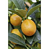 Citrus fortunella 20Kumquat mit Fruecht