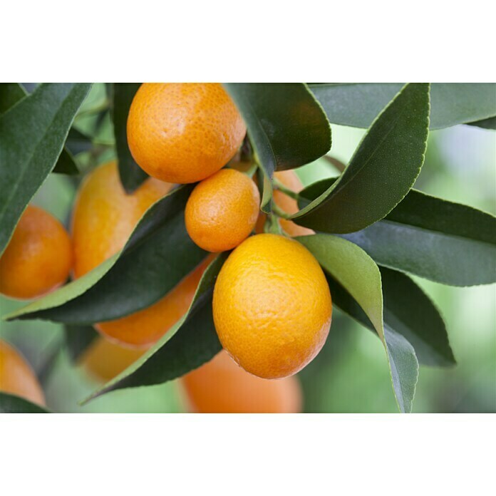 Citrus fortunella 20Kumquat mit Fruecht
