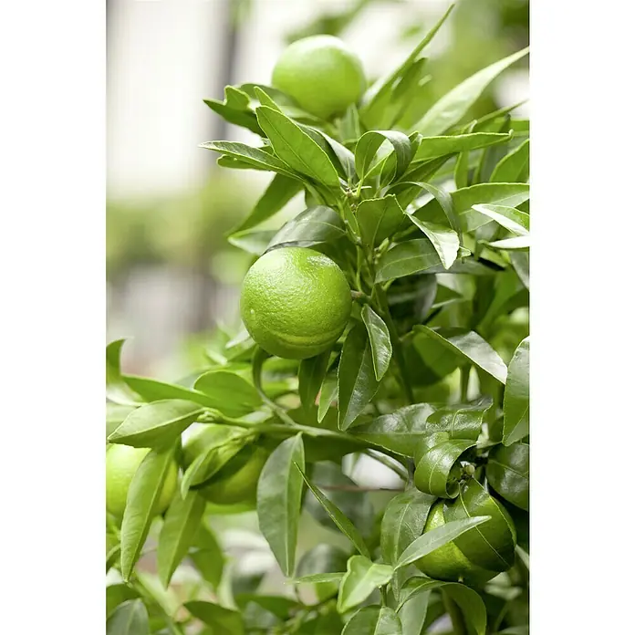 Piardino Mandarino - Citrus x aurantium - Primer plano de limas verdes y jugosas colgando de un exuberante limonero, mostrando una escena refrescante y natural.