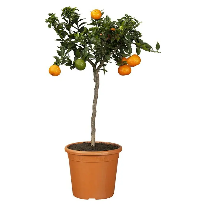 Piardino Mandarino - Citrus x aurantium - Un mandarino en maceta con frutos maduros y verdes sobre un fondo neutro.