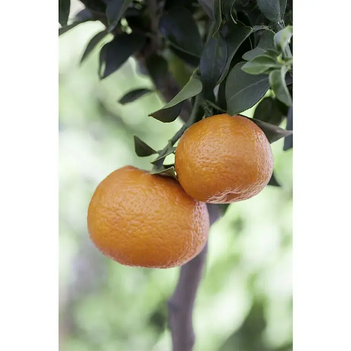 Piardino Mandarino - Citrus x aurantium - Dos mandarinas jugosas cuelgan de una rama, rodeadas de hojas verdes que resaltan su color naranja brillante.