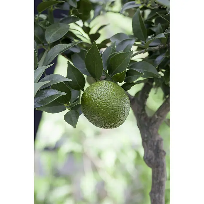 Piardino Mandarino - Citrus x aurantium - Primer plano de una lima colgando de un árbol con hojas verdes. La lima es de color verde brillante y tiene una superficie texturizada.