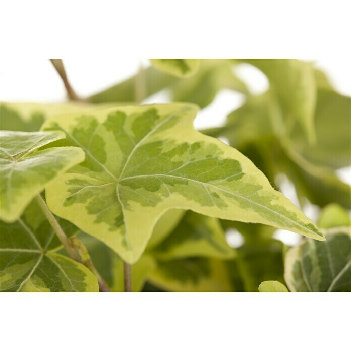 Hedera helix 10 gelbbunt