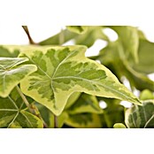 Hedera helix 10 gelbbunt