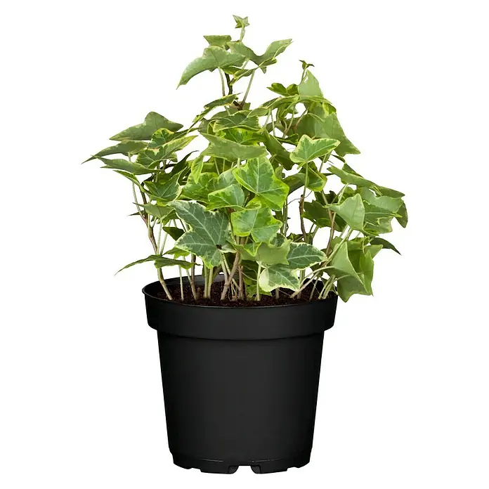 Piardino Efeu 'Goldchild' - Hedera helix 'Goldchild', Grün/Gelb - Ein Topf mit einer lebhaften Efeupflanze mit grünen und cremefarbenen Blättern, die in einem schlichten, schwarzen Topf steht.
