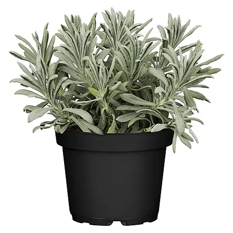 Piardino  Lavendel 'Essence Purple'