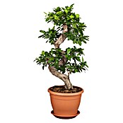 Ficus Ginseng 27 S Form