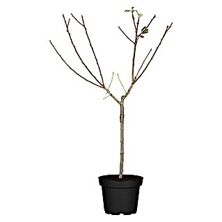 Piardino Pflaumenbaum Bio (Prunus domestica, 5 l, Erntezeit: September)