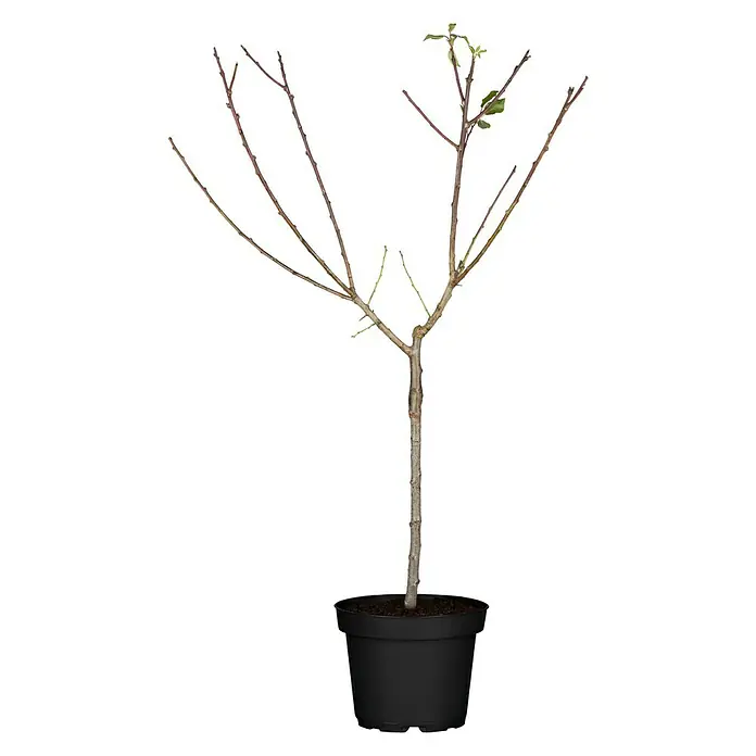 Piardino Pflaumenbaum - Prunus domestica subsp. 'Wangenheimer', 5 l, Erntezeit: August - Ein junger Baum, noch ohne viele Blätter, steht in einem schwarzen Topf. Ideal für den Garten oder die Terrasse!