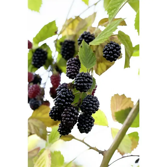 Piardino Brombeere - Rubus fruticosus 'Navaho', Erntezeit: Juli - Nahaufnahme von Brombeeren, die an einem Strauch wachsen, mit grünen Blättern und reifen, dunklen Früchten. Der Fokus liegt auf der Frische der Brombeeren.