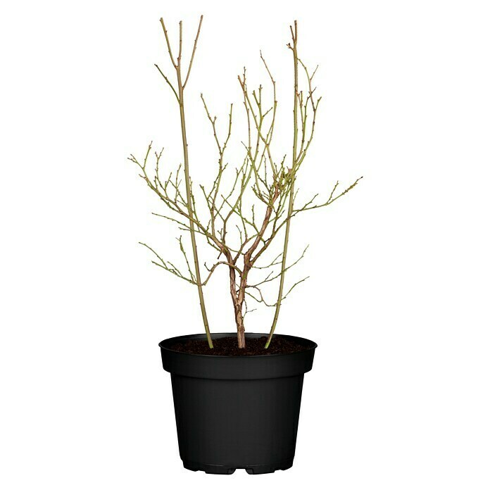 Vaccinium corymbosum23 Heidelbeere Pink