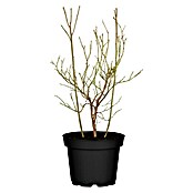 Vaccinium corymbosum23 Heidelbeere Pink