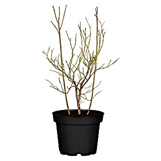 Piardino Heidelbeere (Vaccinium corymbosum, Topfvolumen: 5 l)