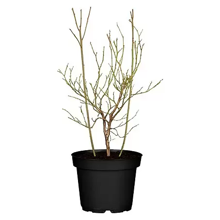 Piardino  Heidelbeere