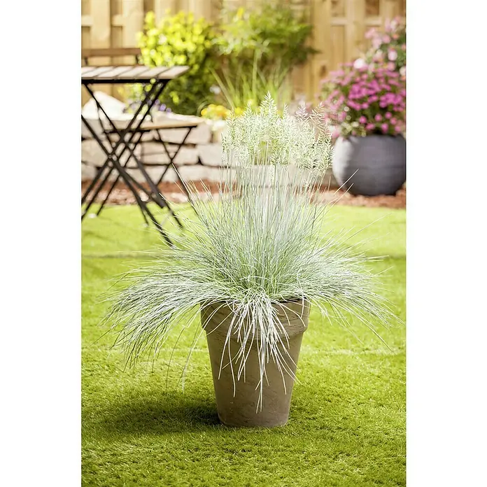 Piardino Blauschwingel - Festuca glauca 'Intense Blue' - Ein Pflanzgefäß mit Ziergras steht auf einem grünen Rasen. Im Hintergrund sind Gartenmöbel und Blumen in Töpfen zu sehen.