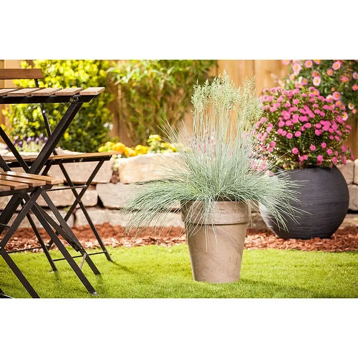 Piardino Blauschwingel - Festuca glauca 'Intense Blue' - Ein Pflanzgefäß mit Ziergras im Garten, ergänzt durch einen schwarzen Topf mit rosa Blüten und einen Gartentisch. Ideal für die Gartendekoration.