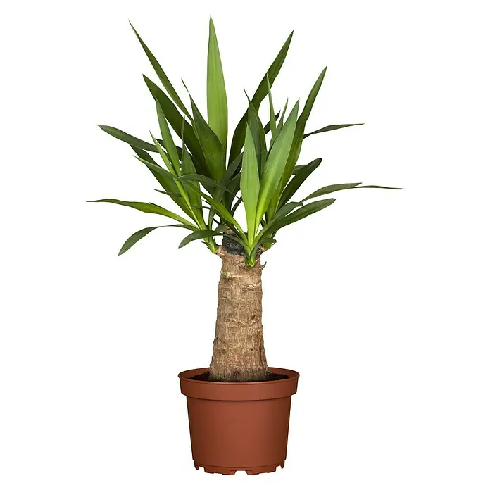 Piardino Yuca pie de elefante - Yucca elephantipes, Tamaño de maceta: 12 cm - Planta de interior: Una sola palma de yuca en una maceta de terracota sobre un fondo negro.