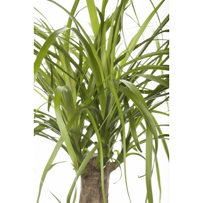 Beaucarnea recurvata27 Maya Tree
