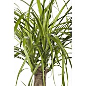 Beaucarnea recurvata27 Maya Tree