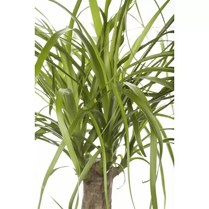 Piardino Elefantenfuß - Beaucarnea recurvata 'Maya Tree', Topfgröße: 27 cm - Vorderansicht