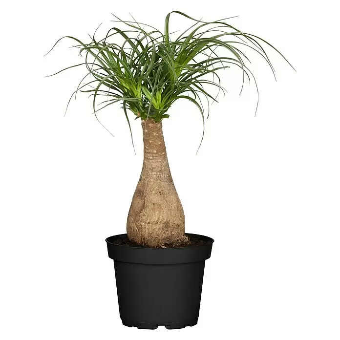Piardino Elefantenfuß - Beaucarnea recurvata 'Maya Tree', Topfgröße: 27 cm - Vorderansicht