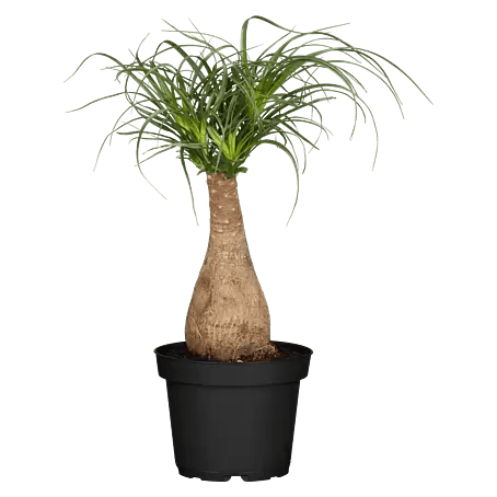 Piardino Elefantenfu - Beaucarnea recurvata 'Maya Tree', Topfgre: 27 cm  online kaufen bei BAUHAUS